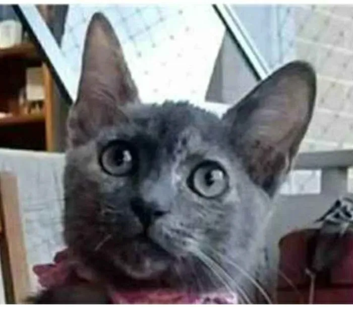 Gato ra a srd escaminha  idade 2 a 6 meses nome MARIA