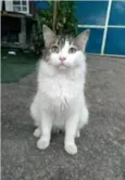 FIONA