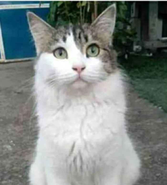 Gato ra a srd bicolor idade 1 ano nome FIONA