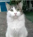 FIONA