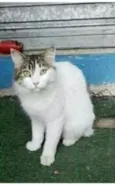 FIONA
