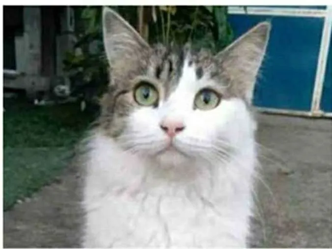 Gato ra a srd bicolor idade 1 ano nome FIONA