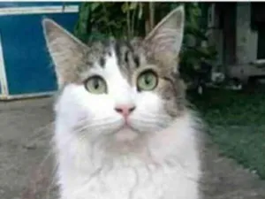 Gato raça srd bicolor idade 1 ano nome FIONA