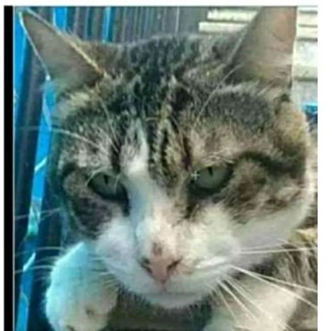 Gato ra a srd tigradinha idade 5 anos nome RAÍ