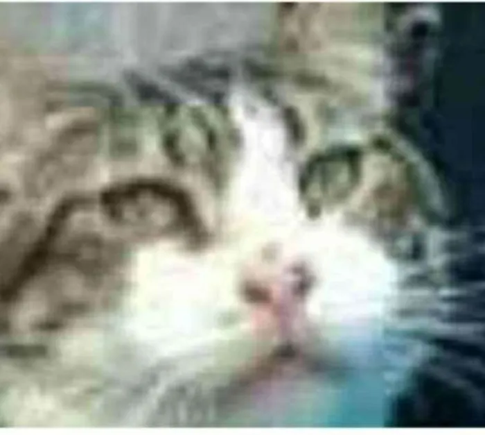 Gato ra a srd tigradinha idade 5 anos nome RAÍ