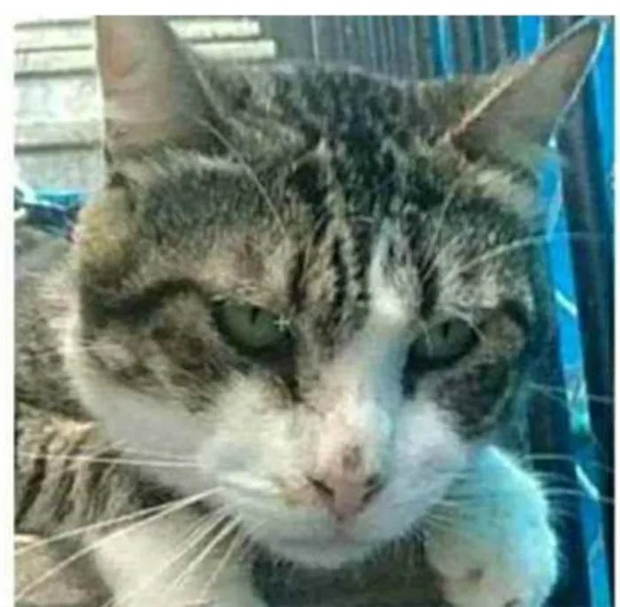 Gato ra a srd tigradinha idade 5 anos nome RAÍ
