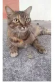 JULLY