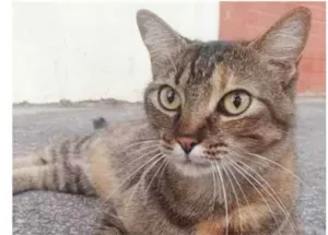 Gato raça srd tigradinha idade 4 anos nome JULLY