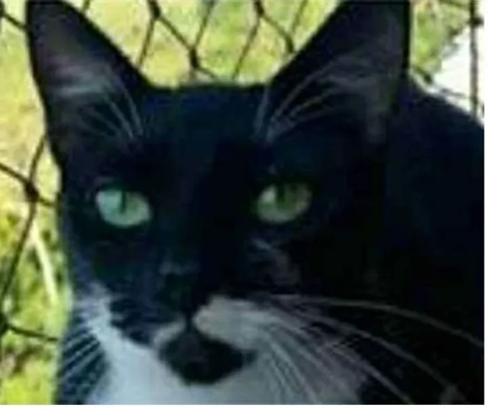 Gato ra a srd frajolinha  idade 1 ano nome ELISA