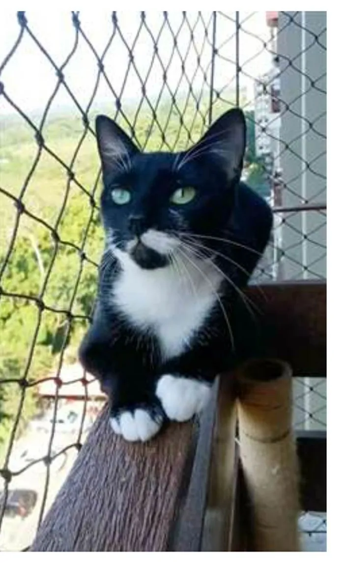 Gato ra a srd frajolinha  idade 1 ano nome ELISA