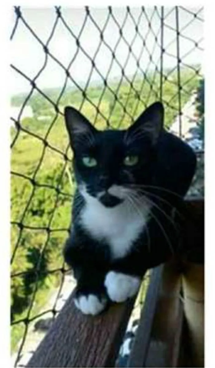 Gato ra a srd frajolinha  idade 1 ano nome ELISA