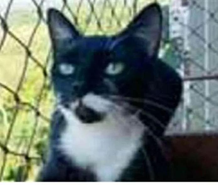Gato ra a srd frajolinha  idade 1 ano nome ELISA
