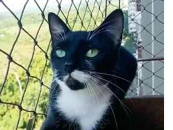 Gato ra a srd frajolinha  idade 1 ano nome ELISA