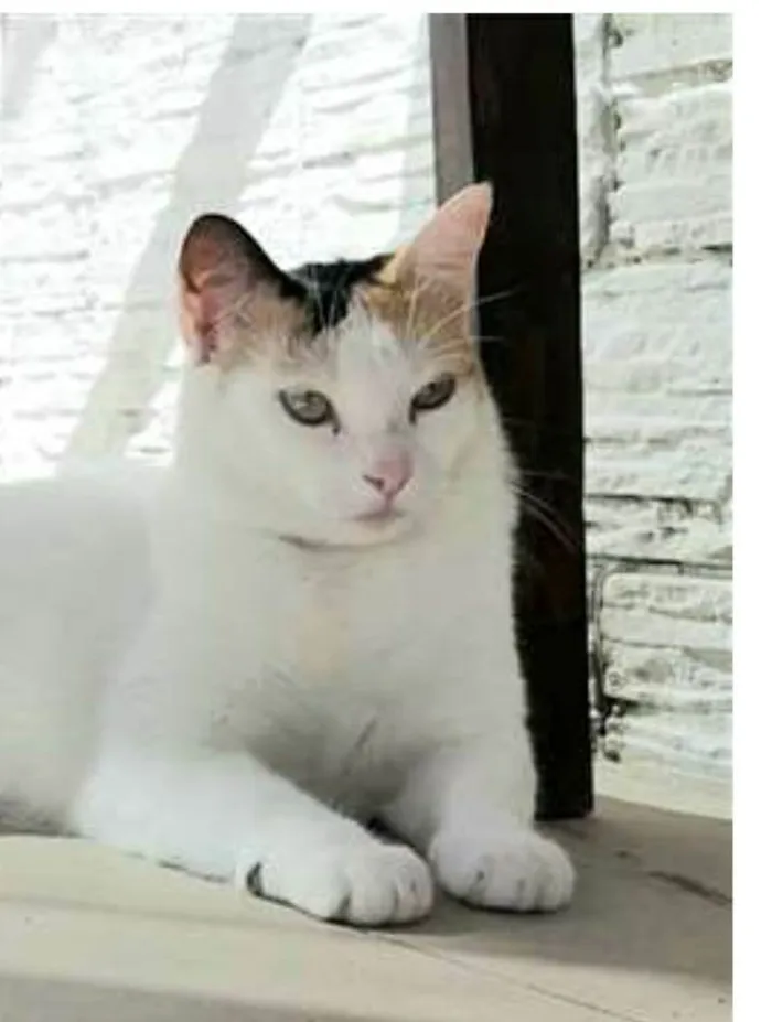 Gato ra a srd tricolor idade 1 ano nome DÁLIA