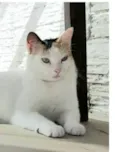 DÁLIA