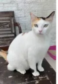 DÁLIA