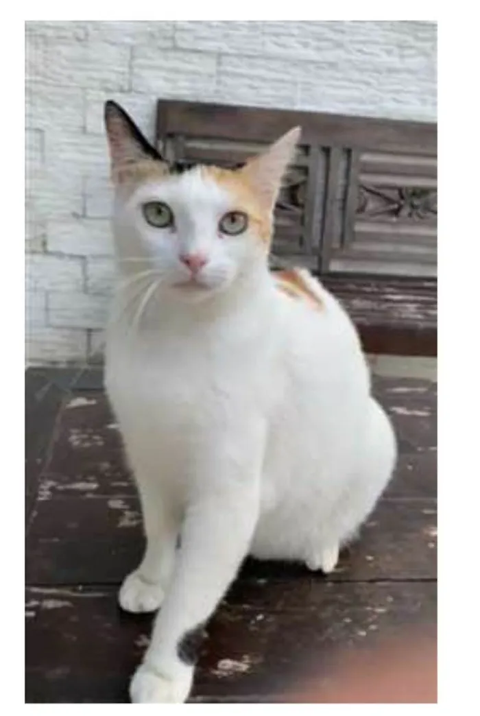 Gato ra a srd tricolor idade 1 ano nome DÁLIA