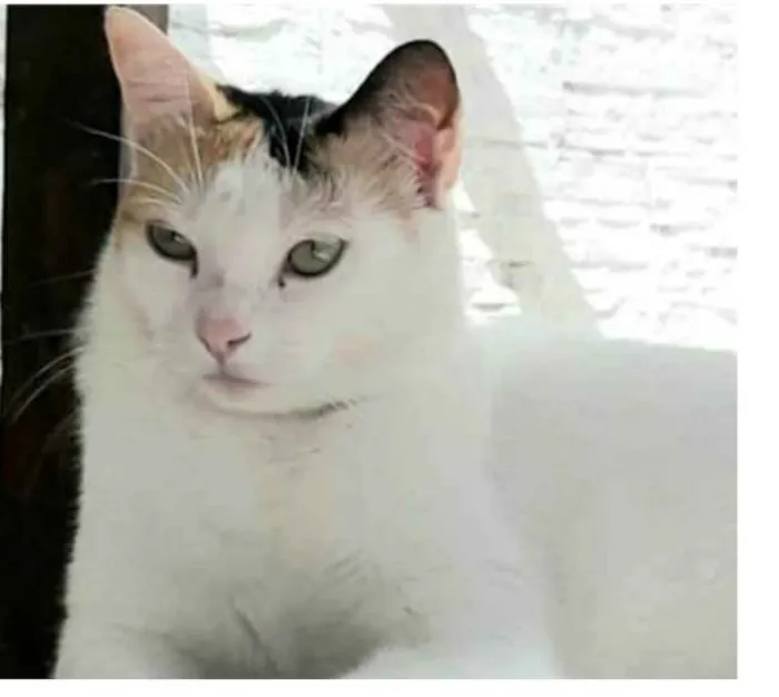 Gato ra a srd tricolor idade 1 ano nome DÁLIA