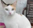 DÁLIA