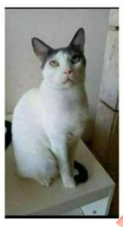 Gato ra a srd bicolor idade 1 ano nome JOHN