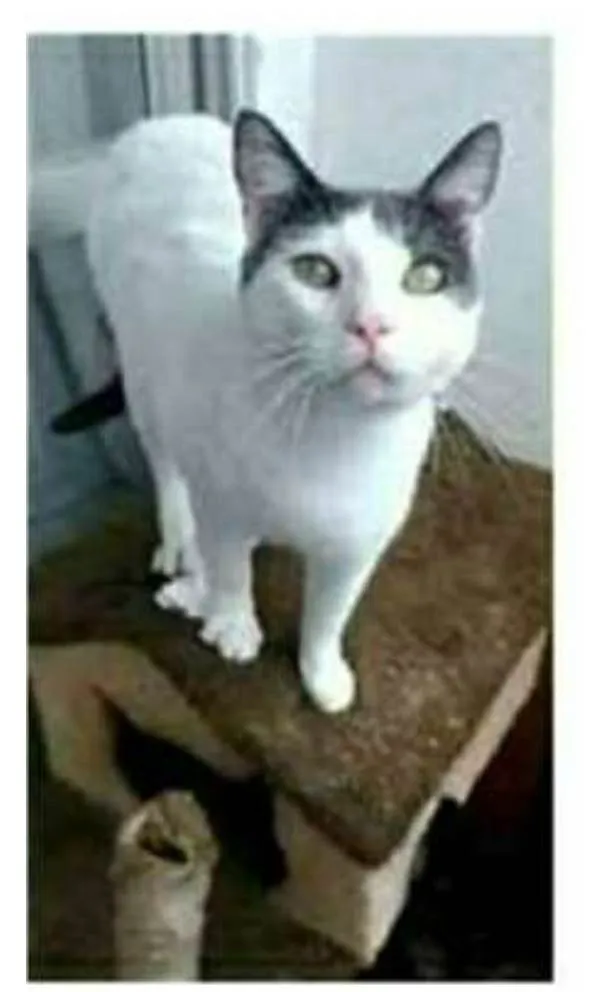 Gato ra a srd bicolor idade 1 ano nome JOHN