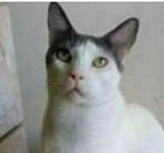 Gato ra a srd bicolor idade 1 ano nome JOHN