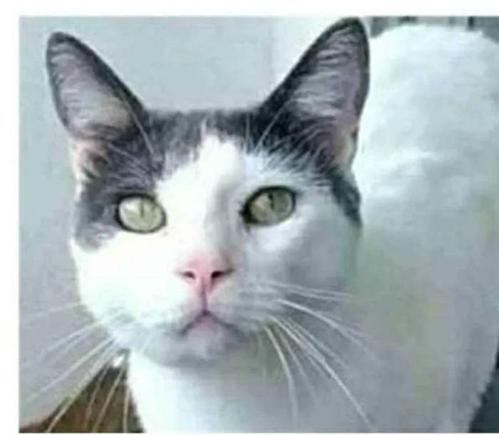 Gato ra a srd bicolor idade 1 ano nome JOHN