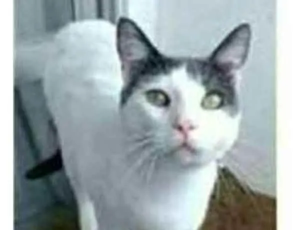 Gato ra a srd bicolor idade 1 ano nome JOHN