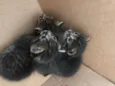 Cats
