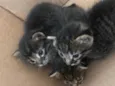 Cats