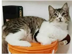 Gato raça srd tigradinha idade 7 a 11 meses nome BENEDITA 