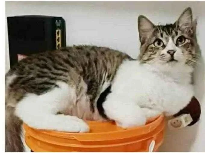 Gato raça srd tigradinha idade 7 a 11 meses nome BENEDITA 