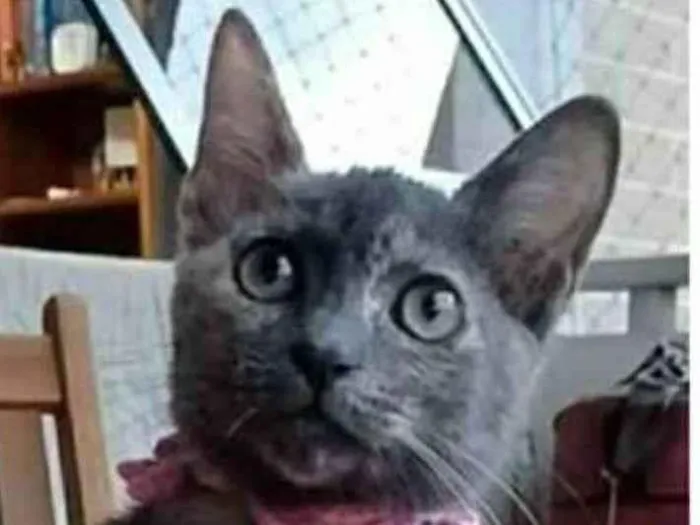 Gato ra a srd escaminha  idade 2 a 6 meses nome MARIA