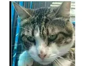 Gato raça srd tigradinha idade 5 anos nome RAÍ