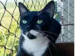 Gato raça srd frajolinha  idade 1 ano nome ELISA