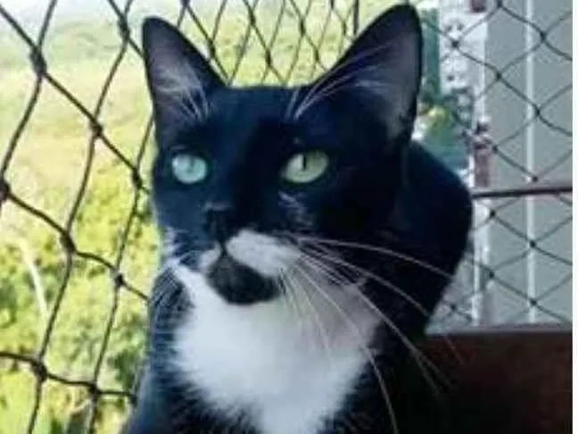 Gato ra a srd frajolinha  idade 1 ano nome ELISA