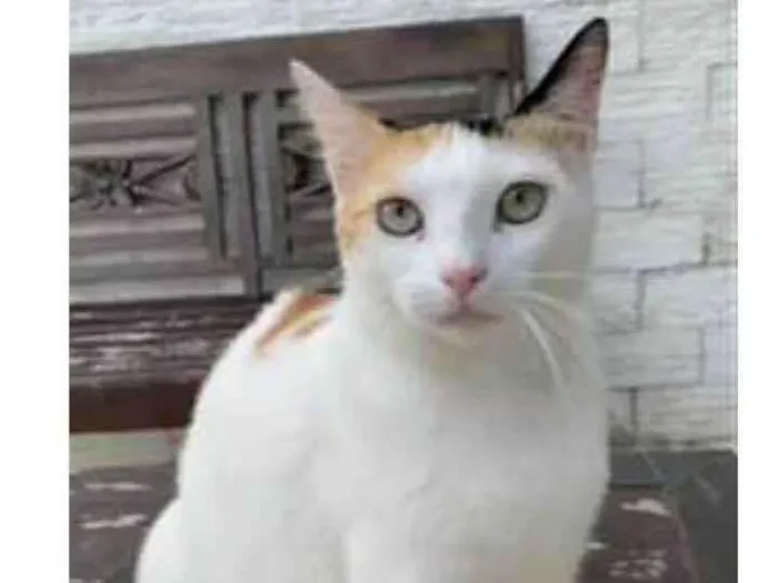 Gato ra a srd tricolor idade 1 ano nome DÁLIA