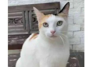 Gato raça srd tricolor idade 1 ano nome DÁLIA