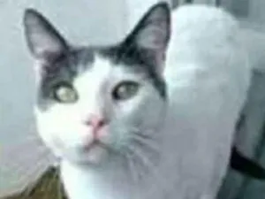 Gato raça srd bicolor idade 1 ano nome JOHN