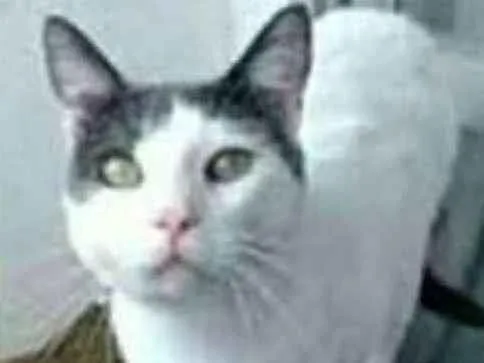 Gato ra a srd bicolor idade 1 ano nome JOHN