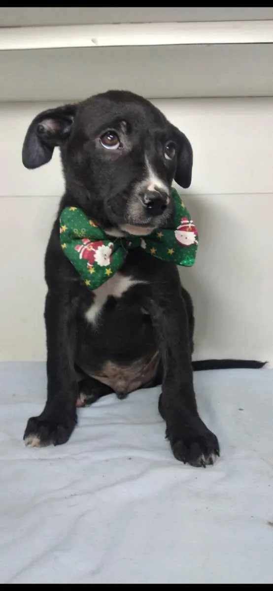 Cachorro raça SRD idade 2 a 6 meses nome ONIX 