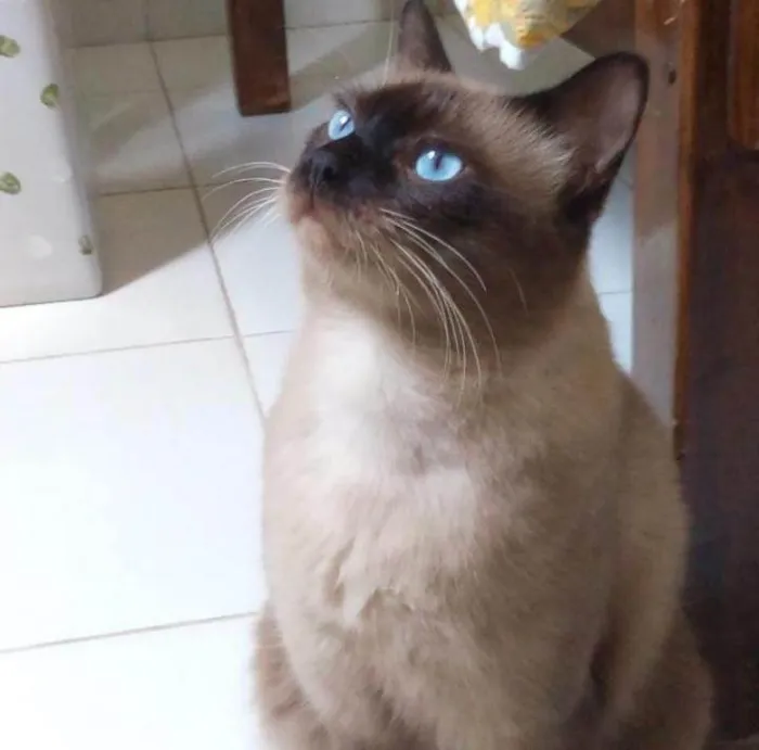 Gato raça Siamês idade 1 ano nome TShano
