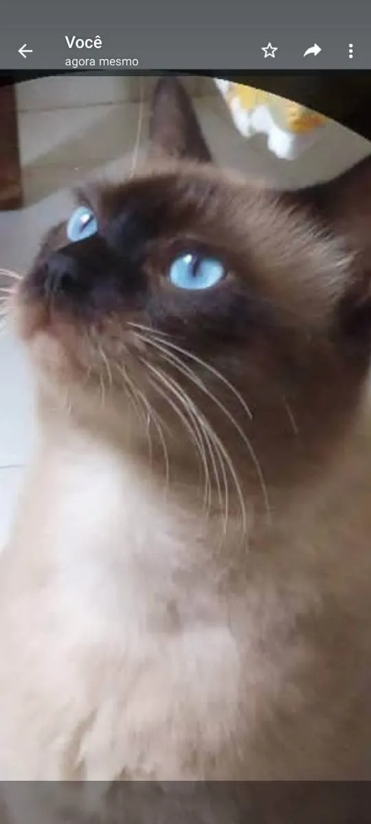 Gato raça Siamês idade 1 ano nome TShano