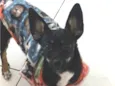 Yuki