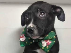 Cachorro raça SRD idade 2 a 6 meses nome ONIX 