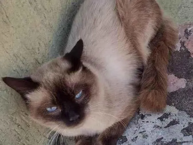 Gato raça Siamês idade 1 ano nome TShano