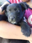 Pretinha