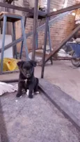 Pretinha