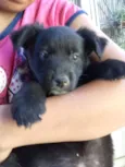 Pretinha