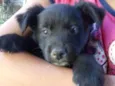 Pretinha